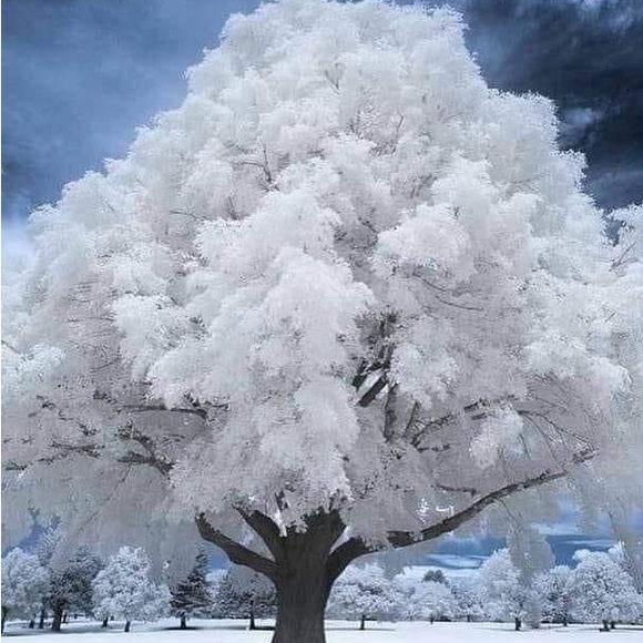 Sz10 ALBERTA FERRETTI ITALIAN SILK Classic Vintage Pure Italian Silk Black Top - Picture 6 of 7